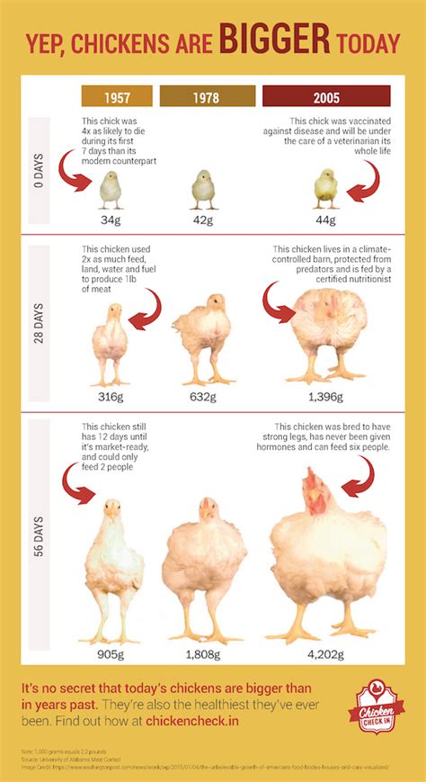 How does Chicken fit into your Daily Goals - calories, carbs, nutrition